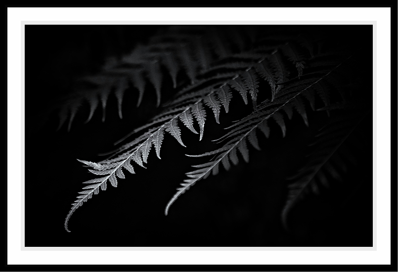 4 ferns against a black background.